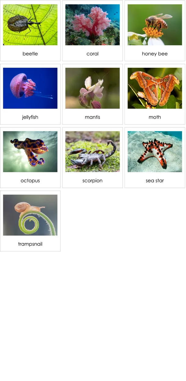 cc199-en-p.webp