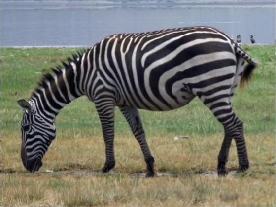 Image of Mammals Africa 01