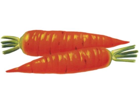 Image of Vegetables Root