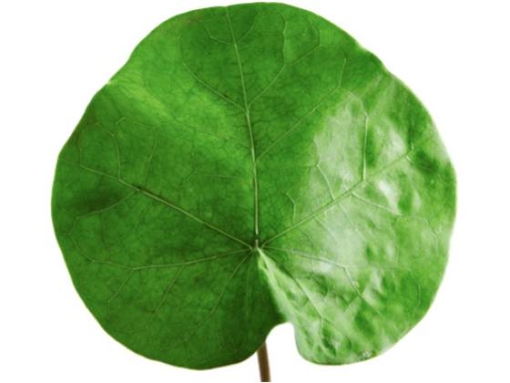 Image of Leaf Shapes Photos