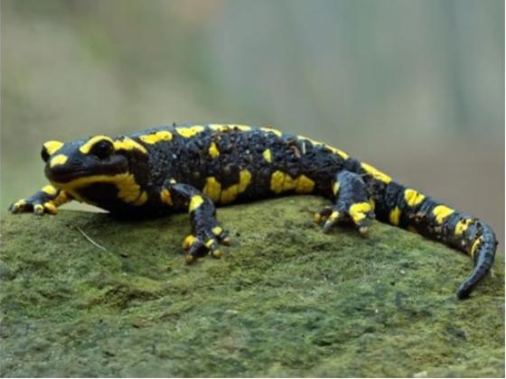 Image of Amphibians 02