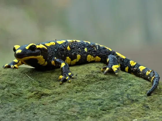 Image of Amphibians