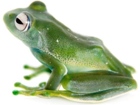Image of Amphibians