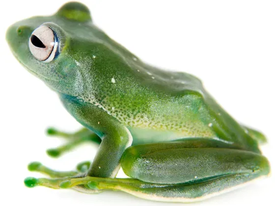 Image of Amphibians