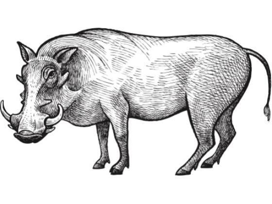 Image of Mammals Africa 02