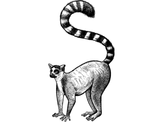 Image of Mammals Africa