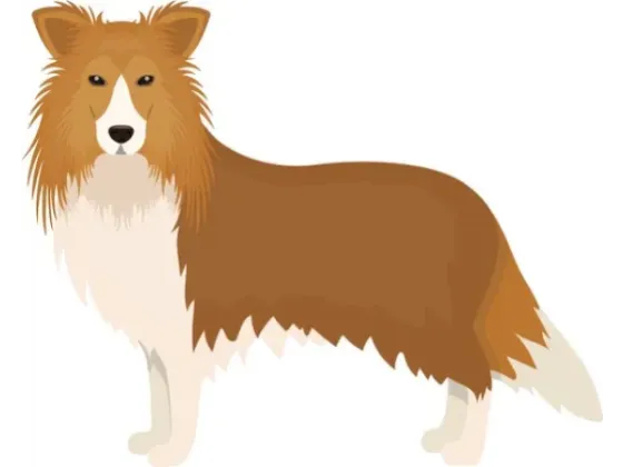 Image of Mammals Domestic Dogs