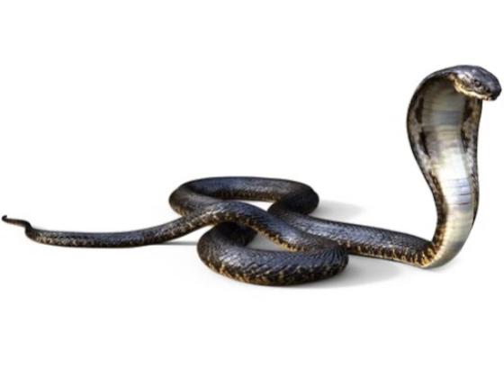 Image of Reptiles 01