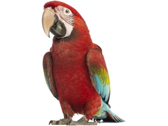 Image of Animals Various