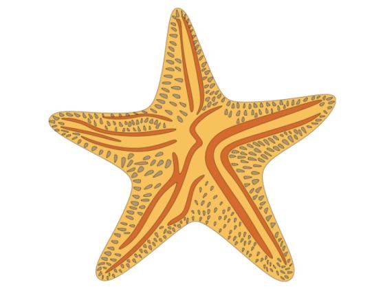 Image of Invertebrates Types