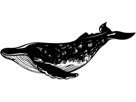 Image of Mammals Cetaceans