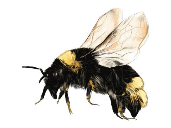 Image of Invertebrates 01