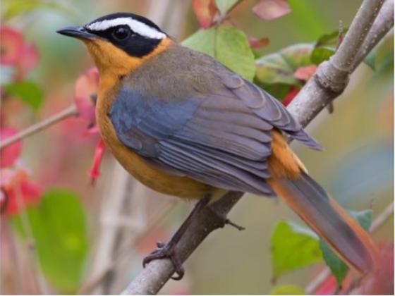 Image of Birds