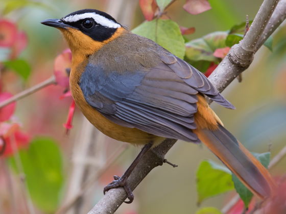 Image of Birds Selection