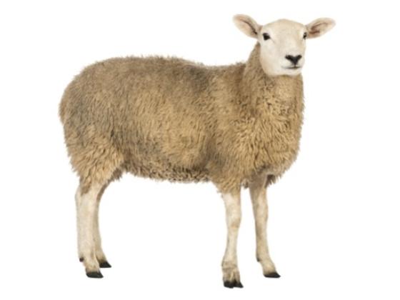 Image of Mammals Domestic