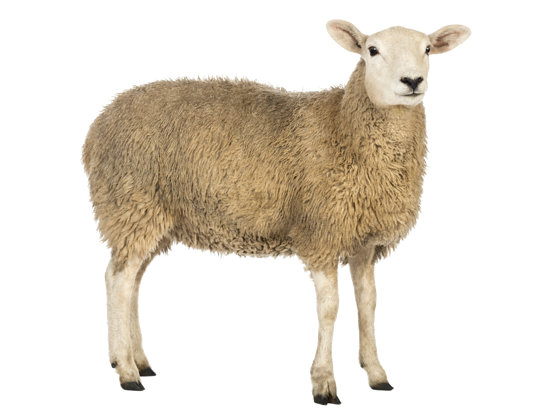 Image of Mammals Domestic
