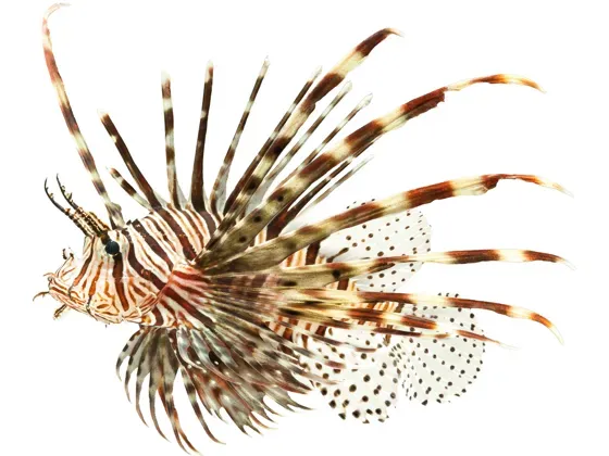 Image of Fish Selection
