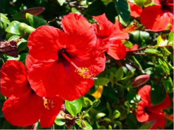 Image of Flowers 02