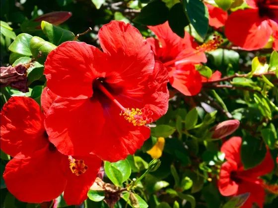 Image of Flowers Selection