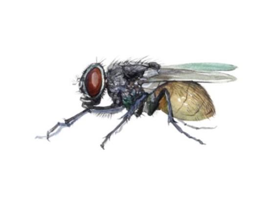 Image of Invertebrates 02