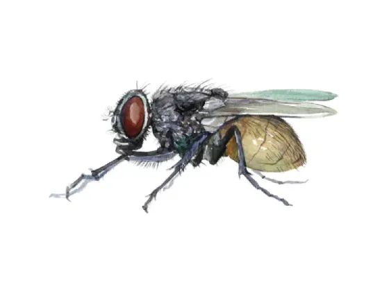 Image of Invertebrates Selection