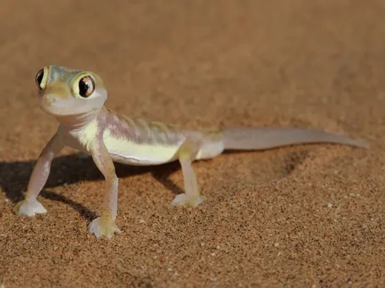 Image of Reptiles Selection