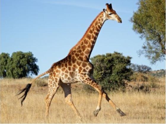 Image of Mammals Africa 03