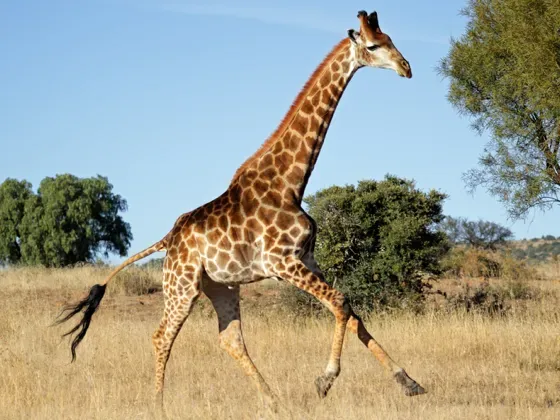 Image of Mammals Africa