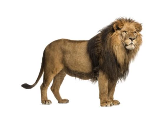 Image of Mammals Africa 04