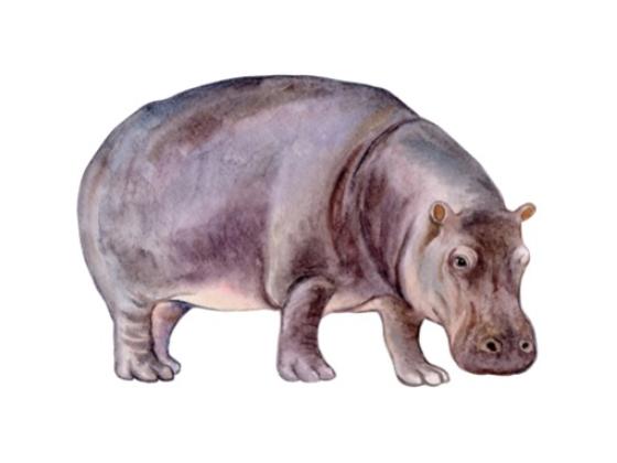 Image of Mammals Africa 05