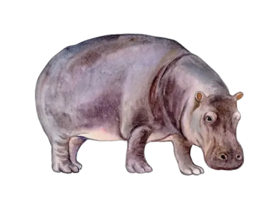 Image of Mammals Africa