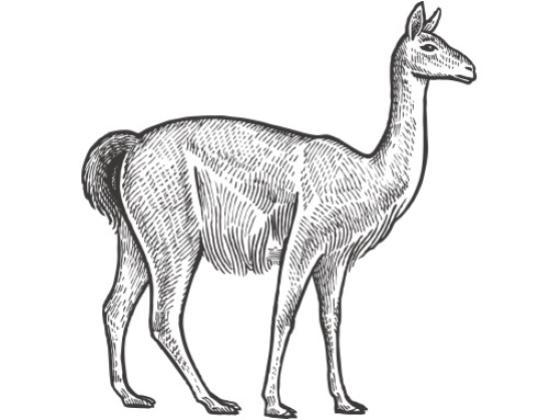 Image of Mammals South America