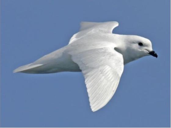 Image of Birds Antarctica