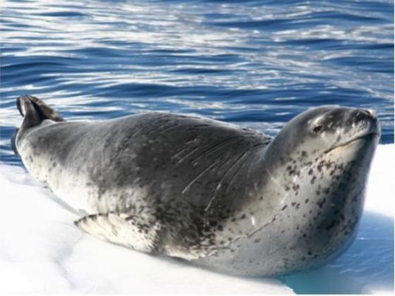 Image of Marine Mammals Antarctica