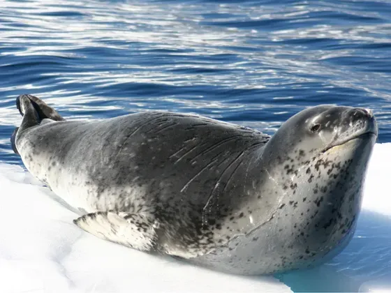 Image of Marine Mammals Antarctica
