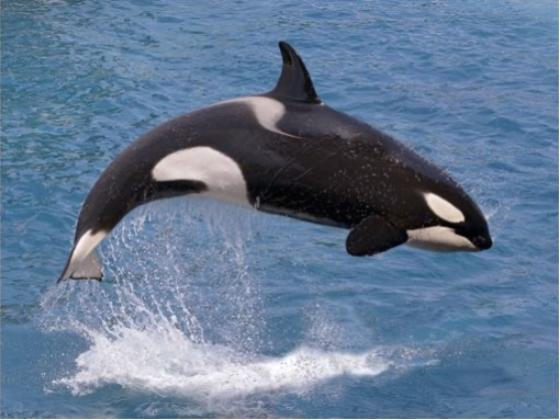 Image of Marine Mammals of New Zealand