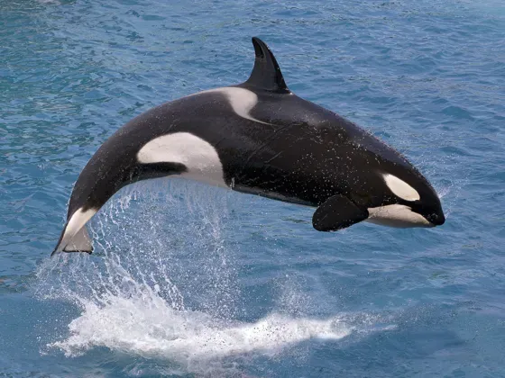 Image of Marine Mammals of New Zealand