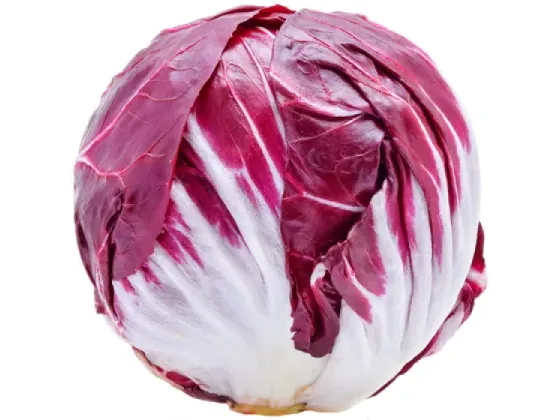 Image of Vegetables Leaf