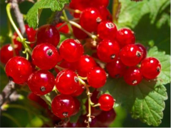 Image of Fruit Berries 02