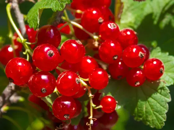 Image of Fruit Berries