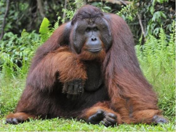 Image of Mammals Asia