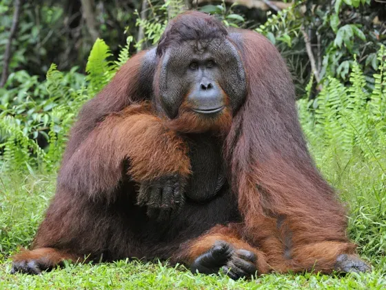 Image of Mammals Asia