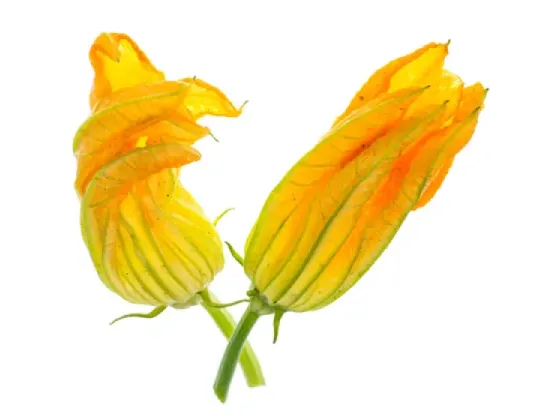 Image of Vegetables Flower