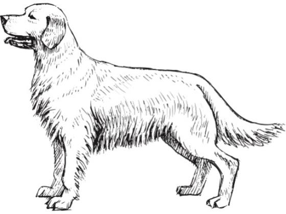 Image of Mammals Domestic Dogs 02