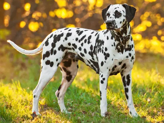 Image of Mammals Domestic Dogs