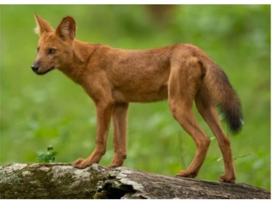 Image of Mammals Canines Dog