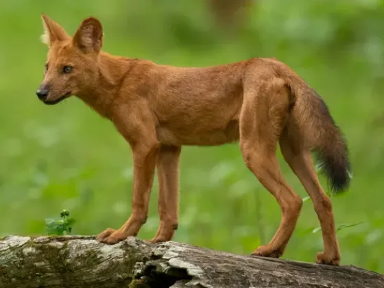Image of Mammals Canines Dogs