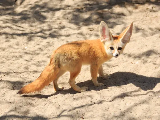 Image of Mammals Canines Foxes