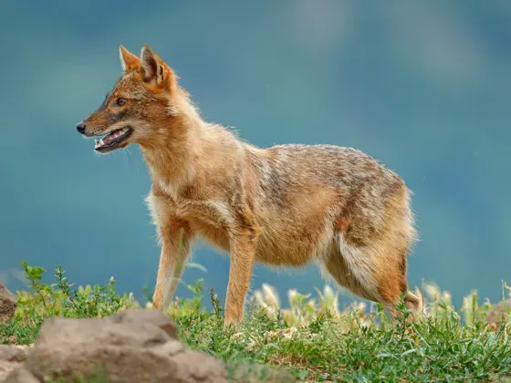 Image of Mammals Canines Wolves