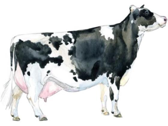 Image of Mammals Cows 01